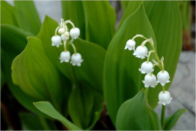 Journée du 1er mai FERMETURE