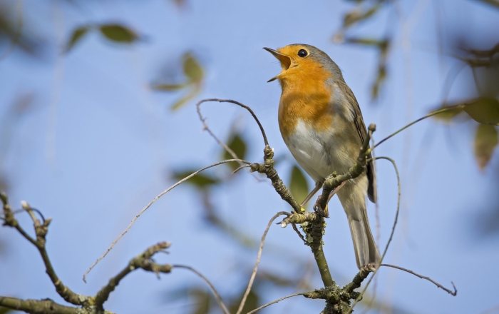 Conférence en allemand : Vogelstimmen und Musik