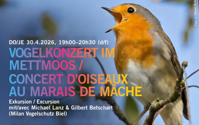 Concert d'oiseau au marais de Mâche